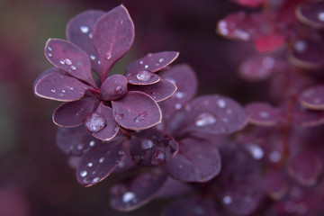 Wet twig of red barberry with water drops on leaves after rain
