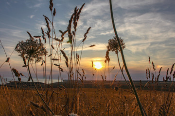 sunset at Beachy Head, with silhouetted flowers and wheat