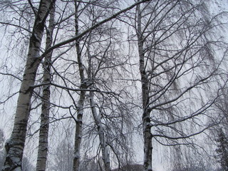 Winter landscape - snow-capped trees