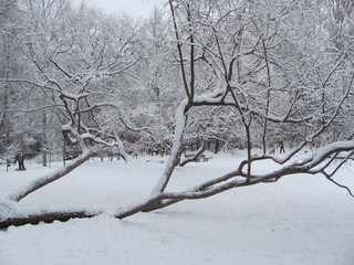 Winter landscape - snow-capped trees