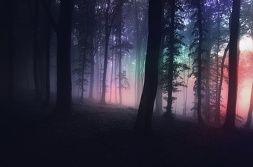Obraz premium surrealistyczny las z dziwnym światłem w nocy