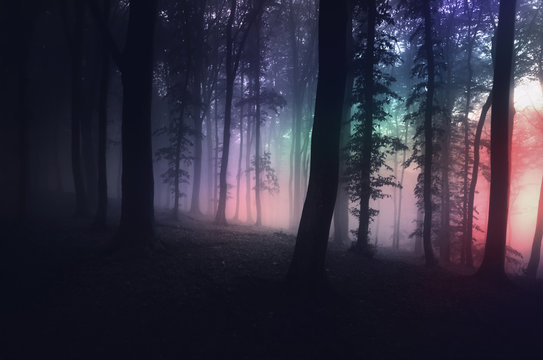 Fototapeta surreal forest with strange light at night