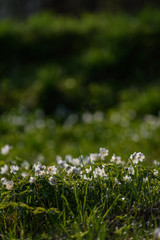 large field of white anemone flowers in spring