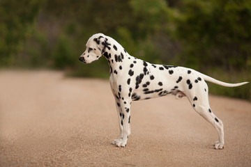 dog breed Dalmatian on a walk beautiful portrait