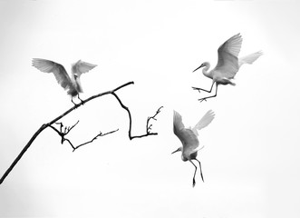 Obraz premium White stork