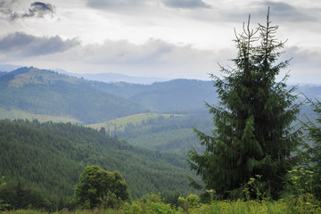 Fir trees against the background of the green Carpathian Mountains