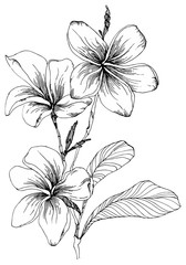 Plumeria flowers with leaves and closed buds on a twig.