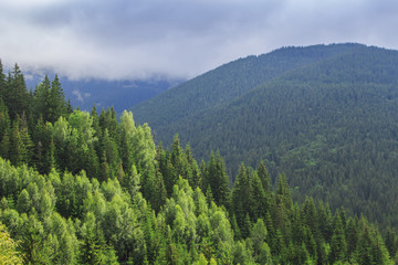 Fototapeta na wymiar Green trees on the background of the Carpathian Mountains