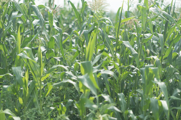 corn field in the morning unde the blue sky