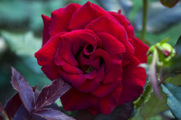 Red rose macro shot.