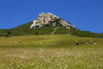 Fototapeta premium Dolomiti, Corno Bianco