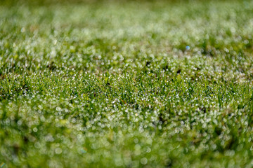 Naklejka premium Beautiful green lawn freshly mowed. defocus