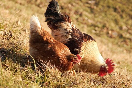 Gockel und Huhn