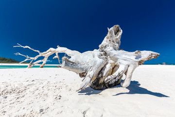 White driftwood tree on the Whitehaven Beach with white sand in the Whitsunday Islands, Queensland,...