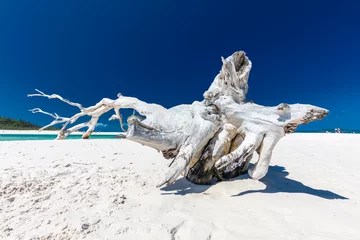 Photo sur Plexiglas Whitehaven Beach, île de Whitsundays, Australie White driftwood tree on the Whitehaven Beach with white sand in the Whitsunday Islands, Queensland, Australia