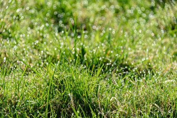 Beautiful green lawn freshly mowed. defocus