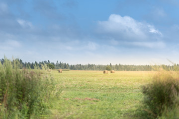 Fototapeta premium summer rural landscape with a field and forest under the blue sky. Hay bales