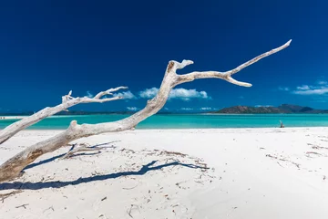 Papier Peint photo autocollant Whitehaven Beach, île de Whitsundays, Australie White driftwood tree on Whitehaven Beach with white sand in the Whitsunday Islands, Queensland, Australia