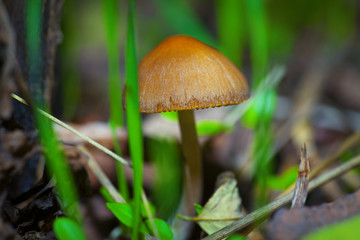 nature details with mushroom in the forest