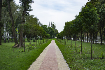 Fototapeta na wymiar The alley of young trees in summer park.