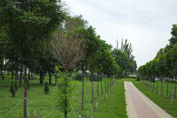 Fototapeta premium The alley of young trees in summer park.
