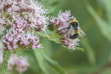 bee sucking nectar on flower