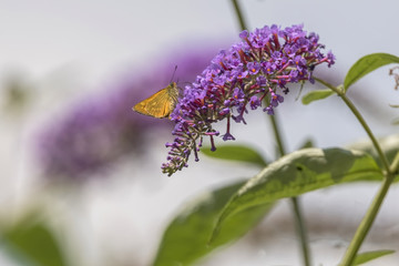 moth on flower in bloom