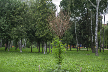 The alley of young trees in summer park.