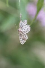 dead butterfly caught by spider web