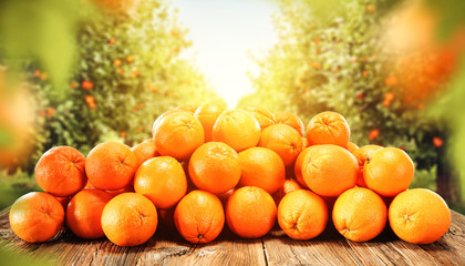 Fototapeta na wymiar Fresh orange fruits and garden background with summer sun light