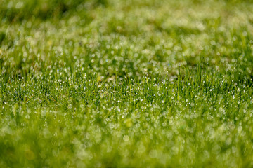Naklejka premium Beautiful green lawn freshly mowed. defocus