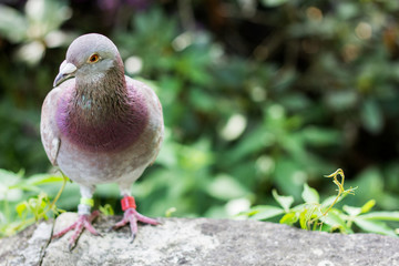Gołąb z bliska