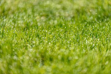 Beautiful green lawn freshly mowed. defocus