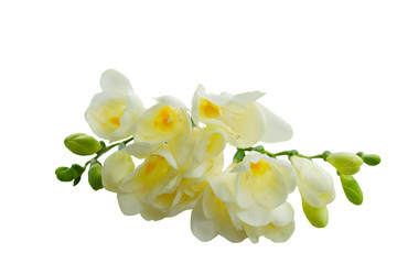 White freeseia flowers twig isolated on white background