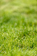 Fototapeta premium Beautiful green lawn freshly mowed. defocus