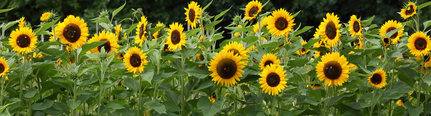 Fototapeta premium sunflowers