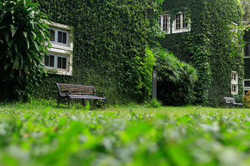 Bench in the park and the walls of the barn are covered with green vines. Tropical background with copy space.