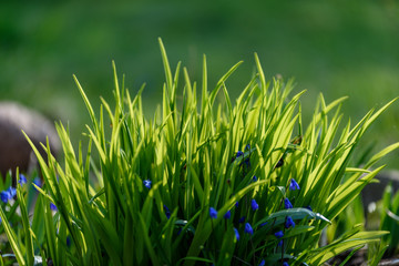 Beautiful green lawn freshly mowed