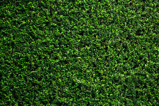 Green vine wall texture. Tropical background.
