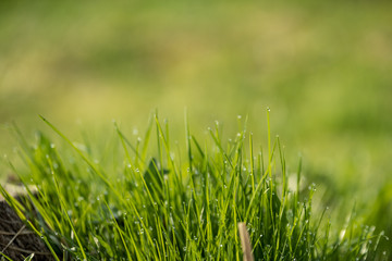 Obraz premium Beautiful green lawn freshly mowed
