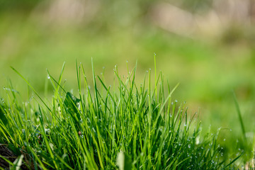 Beautiful green lawn freshly mowed
