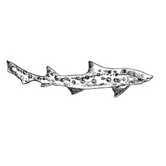 The leopard shark (Triakis semifasciata), hand drawn doodle, sketch, vector outline illustration