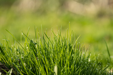 Fototapeta premium Beautiful green lawn freshly mowed