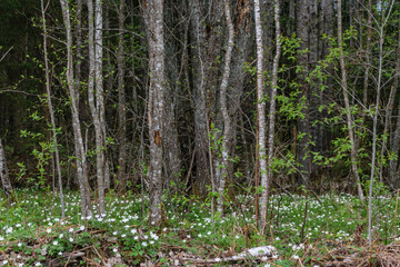 large field of white anemone flowers in spring