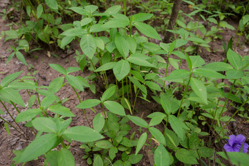 Organic Vegetable farm