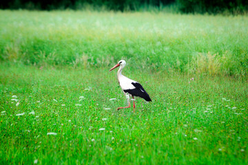 Bocian na polanie