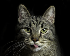Tabby cat tongue