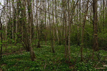 large field of white anemone flowers in spring