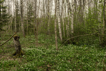 large field of white anemone flowers in spring