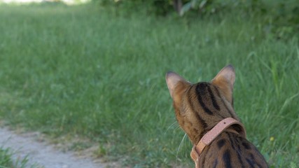 Bengal cat walks in the grass. He shows different emotions. The cat turned away from us, the back view.